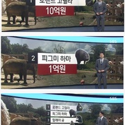 2016 동물원 몸값 순위