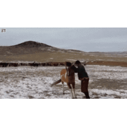 말 길들이는 몽골인