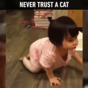 고양이를 믿지 마세요