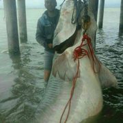 이란 어부가 잡은 600kg 생선
