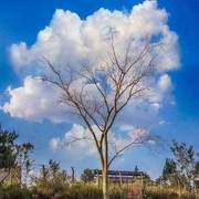구름꽃 핀 나무