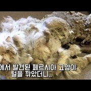 땅속에서 발견된 페르시아 고양이