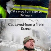 덴마크와 러시아 냥이의 차이