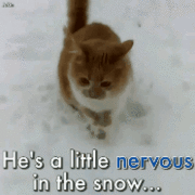 눈밭에 나온 냥이 걱정하는 강아지