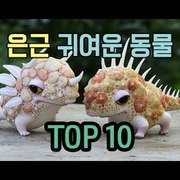 귀여운 동물 TOP10
