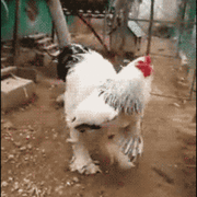 브라질 닭의 크기