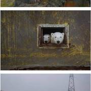 인간이 버린 건물에서 사는 북극곰
