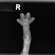 아기고양이 엑스레이로 찍은 앞 발 사진