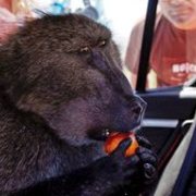 맹수 개코 원숭이....그리고 남아공에서 악명날린 개코원숭이 프레드