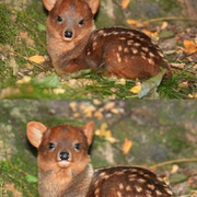 세계에서 가장 작은 사슴 푸두(pudu)