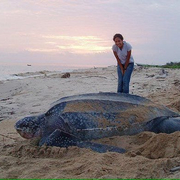 세계에서 가장 큰 거북이라는 장수거북