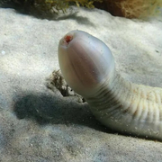 바다에서 발견된 특이한 모양의 생물