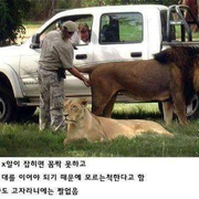 호랑이와 사자 조련법