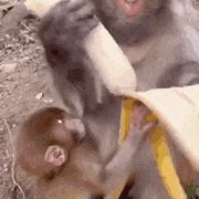 원숭이도 안먹는다는 바나나 그 부분