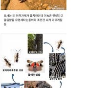 야심차게 한국에 진출했던 외래종들 근황