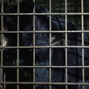 지하감옥에 갇혀 17년동안 쓸개즙 착출당한 반달곰