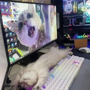 고양이 키우면서 컴퓨터를 한다는 것