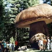 세계에서 가장큰 버섯