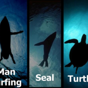 고래나 상어들이 가끔 인간을 물개로 착각하는 이유