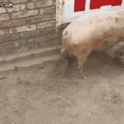 돼지 vs 개 진심 대결