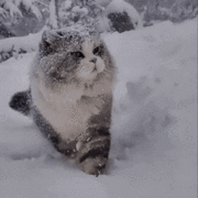 설산의 고양이