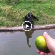 멍청한 원숭이 속이는 영상