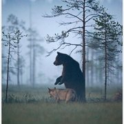 야생에서 친구가 된 늑대와 곰