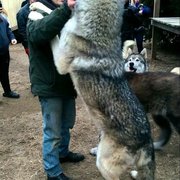 늑대의 실제 크기...