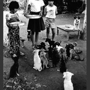 우리나라 70년대 강아지, 고양이가있는 가정집풍경