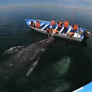 흉폭한 고래 출몰.GIF