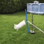 장애물 달리기 하는 토끼