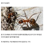 폴란드의 버려진 핵 벙커에서 발견된 개미 세계