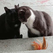 펌) 고양이가 친근감을 표현하는 방법