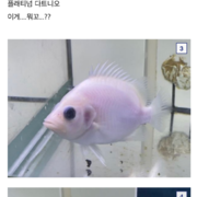 물고기가 3,500만 원