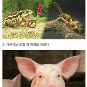 동물들의 특이한 사실들