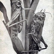 로키산 메뚜기가 자취를 감추고 멸종한 이유