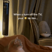 고양이가 보던 TV를 꺼봤다