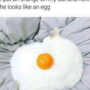 먹음직스러운 계란후라이